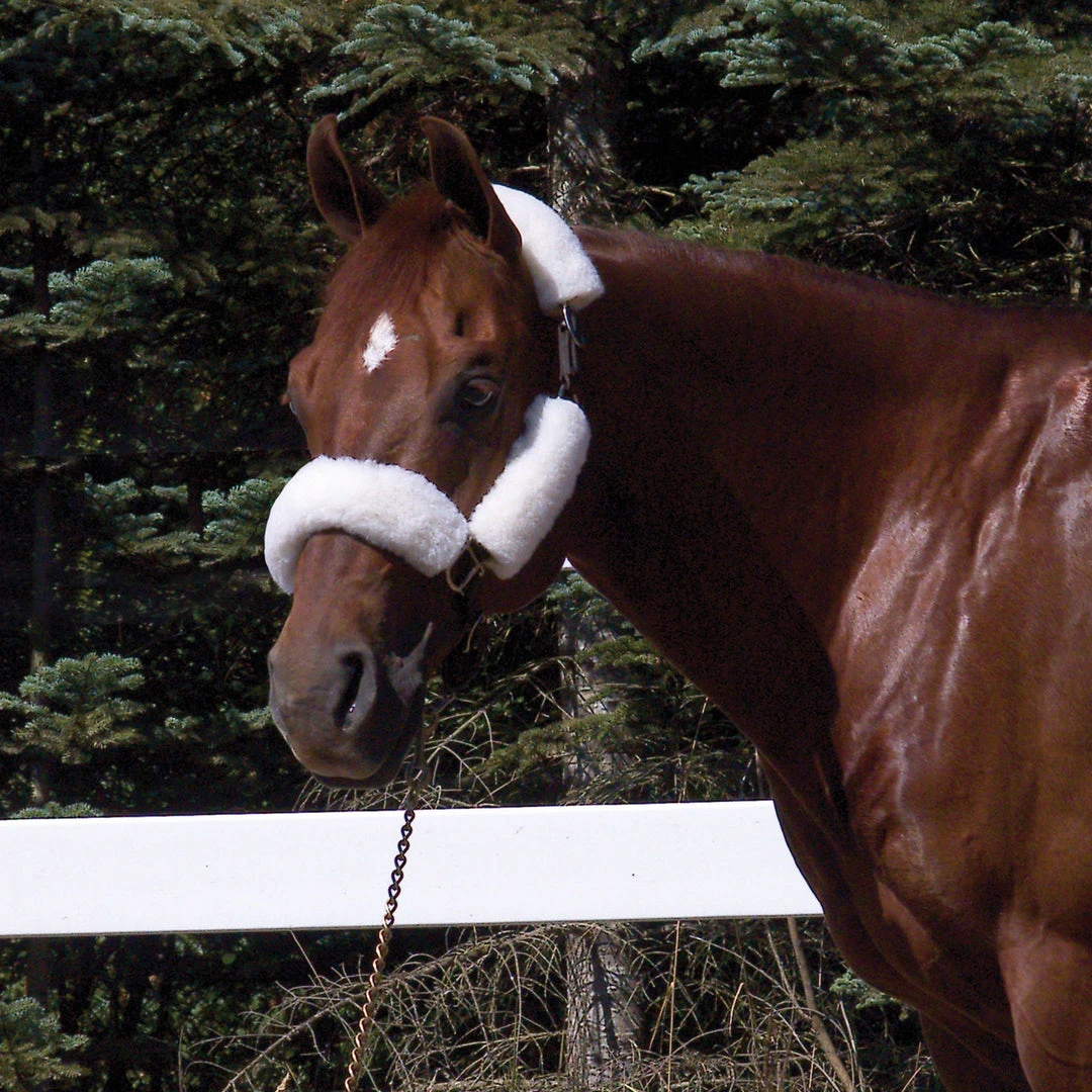 Toklat Originals Wool Back Halter Tube Set- 4 Piece Halters & Leads 4 Toklat Originals Wool Back Halter Tube Set- 4 Piece Halters & Leads