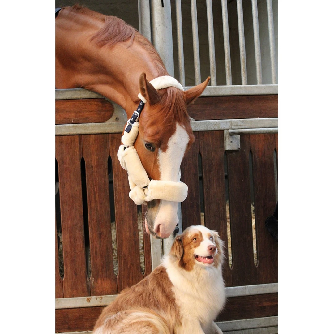 French Equestrian Jump' In Soft Halter - One Collection 6 French Equestrian Jump' In Soft Halter - One Collection