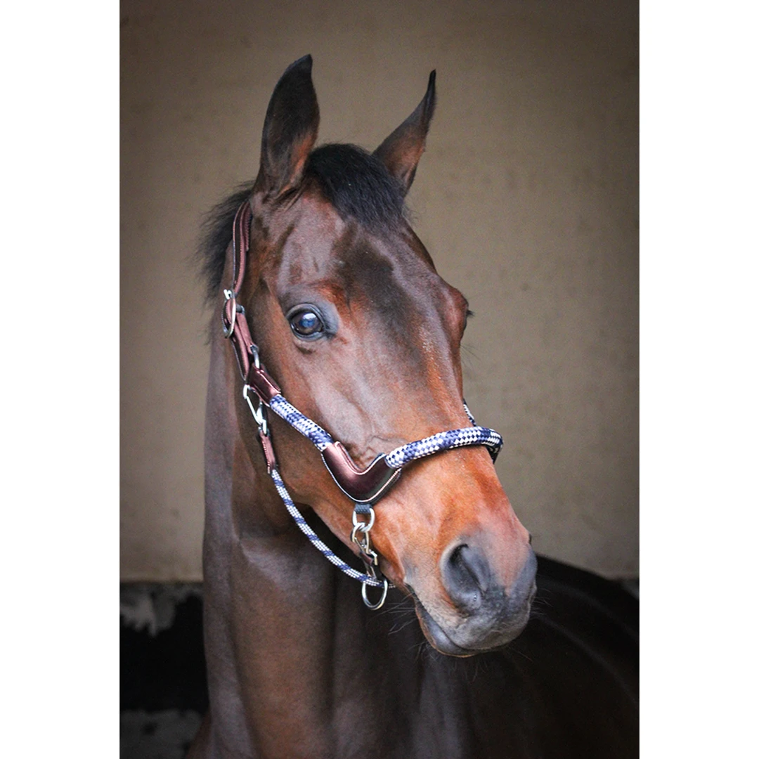 French Equestrian Jump' In Travel Halter - One Collection 3 French Equestrian Jump' In Travel Halter - One Collection