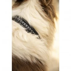 French Equestrian Penelope Dog Collar Horse Blankets & Stable Sheets