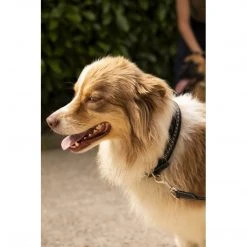 French Equestrian Penelope Dog Collar Horse Blankets & Stable Sheets