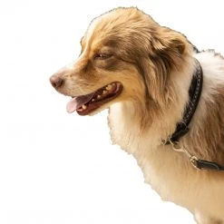 French Equestrian Penelope Dog Collar Horse Blankets & Stable Sheets