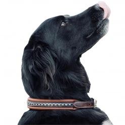 French Equestrian Penelope Dog Collar Horse Blankets & Stable Sheets