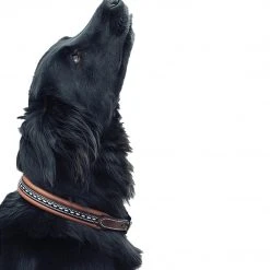 French Equestrian Penelope Dog Collar Horse Blankets & Stable Sheets