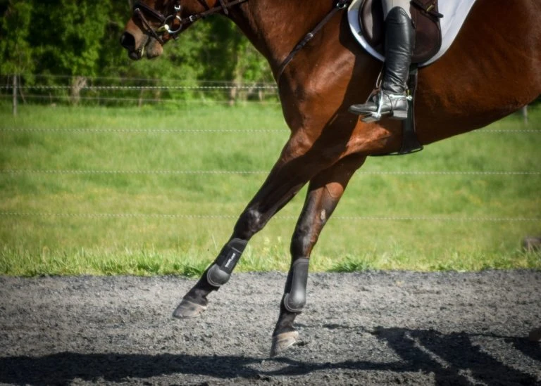 ThinLine Open Front Tendon Schooling Horse Boot 6 ThinLine Open Front Tendon Schooling Horse Boot