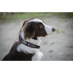 French Equestrian Penelope Pearl Dog Collar
