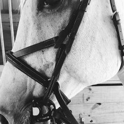 Frantisi Acavallo Sensitive Bit 25 Frantisi Acavallo Sensitive Bit