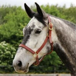 Walsh British Halter Halters & Leads
