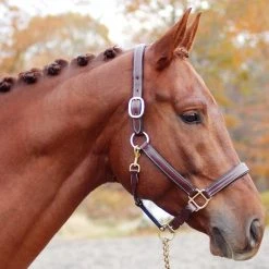 Red Barn By KL Select Lainie Halter Halters & Leads