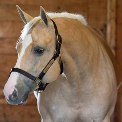 Perri's Leather Turnout Halter Halters & Leads