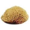Jacks Mfg Natural Body Sponge Large Grooming 2 Jacks Mfg Natural Body Sponge Large Grooming